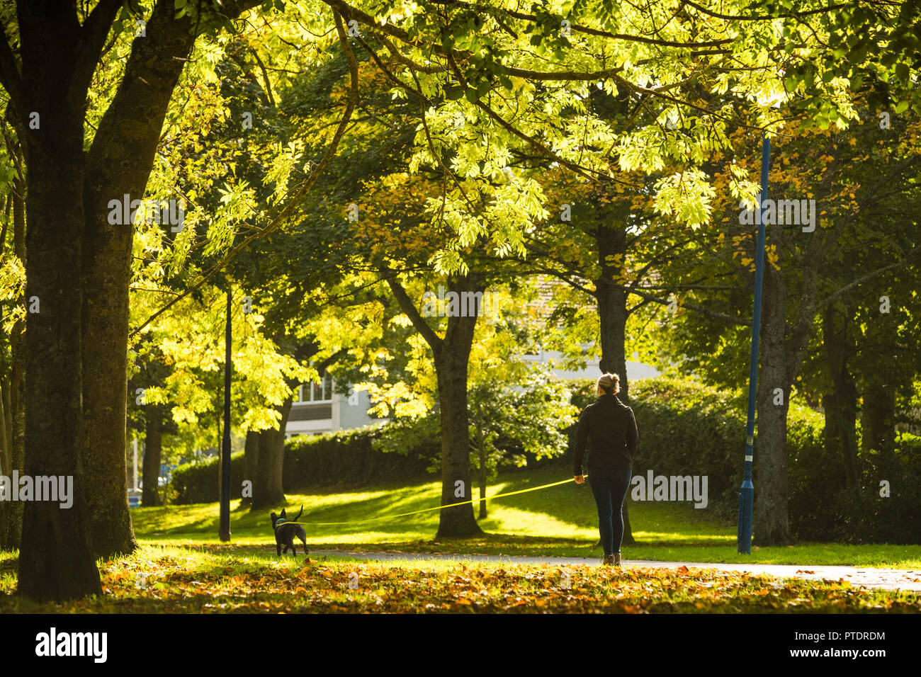 Aberystwyth Wales UK, Dienstag, 09. Oktober 2018. UK Wetter: eine Frau ihren Hund zu Fuß entlang der von Bäumen gesäumten Park Avenue in Aberystwyth an einem herrlich sonnigen Oktober Morgen. Mit über 20 verschiedenen Arten von Laubbäumen, der Park ist ein Aufstand der Farben im Herbst als die Blätter beginnen zu fallen. Foto: Keith Morris/Alamy leben Nachrichten Stockfoto