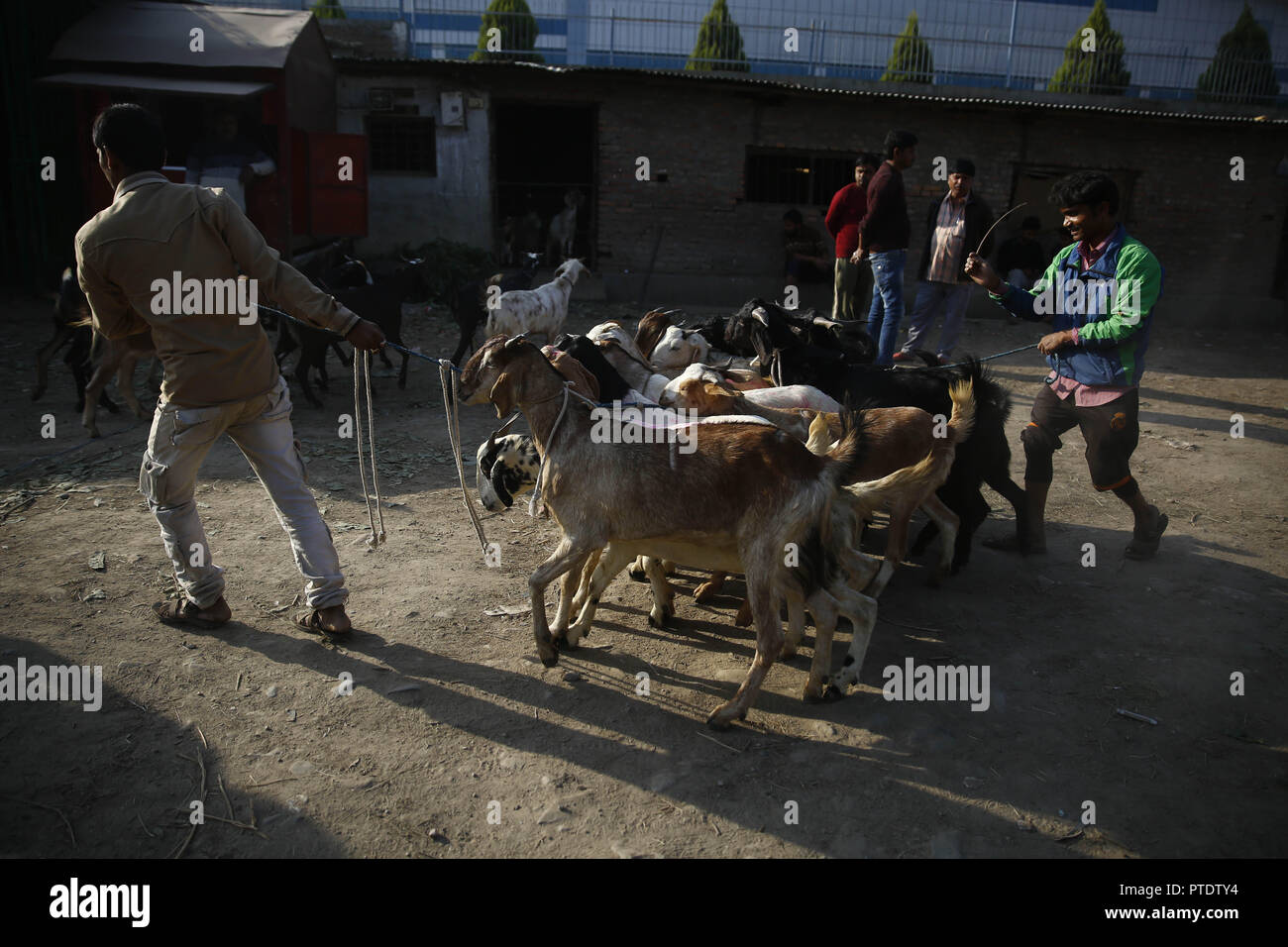 Kathmandu, Nepal. 9. Okt., 2018. Anbieter ziehen Ziegen auf einem viehmarkt vor dashain Festival in Kathmandu, Nepal am Dienstag, Oktober 09, 2018 zu verkaufen. Credit: Skanda Gautam/ZUMA Draht/Alamy leben Nachrichten Stockfoto