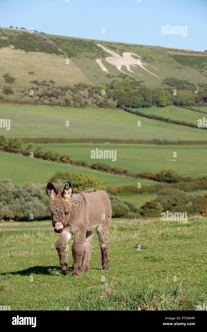 Sutton Poyntz in Dorset, Großbritannien. 9. Oktober, 2018. Esel und ihre Fohlen geniessen das warme Wetter in Sutton Poyntz in Dorset Credit: Finnbarr Webster/Alamy leben Nachrichten Stockfoto