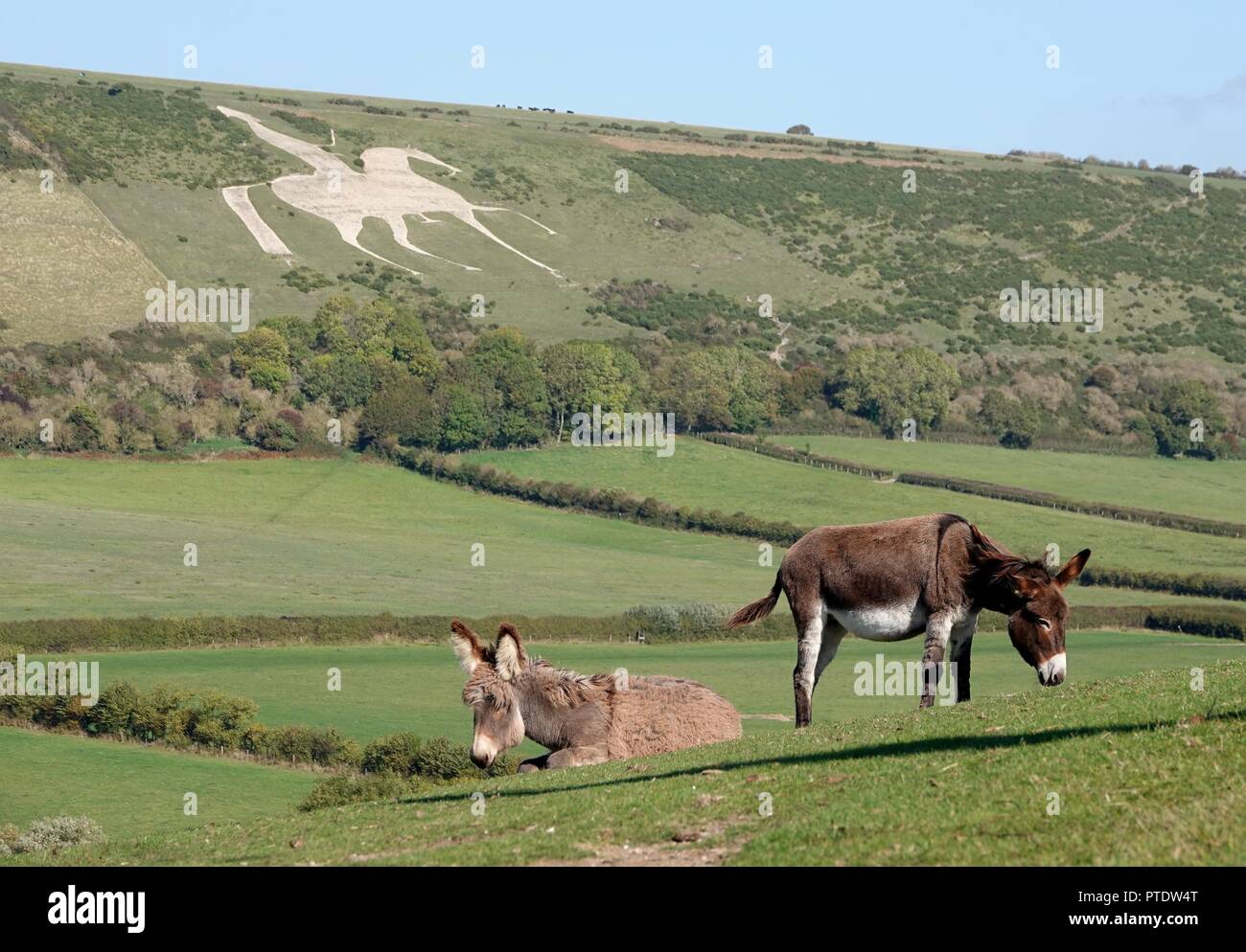 Sutton Poyntz in Dorset, Großbritannien. 9. Oktober, 2018. Esel und ihre Fohlen geniessen das warme Wetter in Sutton Poyntz in Dorset Credit: Finnbarr Webster/Alamy leben Nachrichten Stockfoto