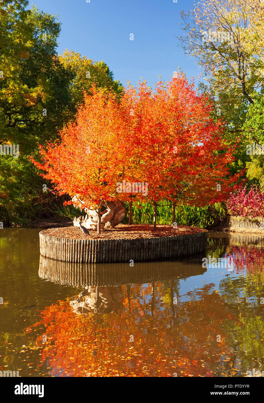RHS Wisley Gardens, Surrey, England, UK. 9. Oktober 2018. UK Wetter. Herbst Farben bei RHS Wisley in unseasonally warmen Sonnenschein. Quelle: Tony Watson/Alamy leben Nachrichten Stockfoto