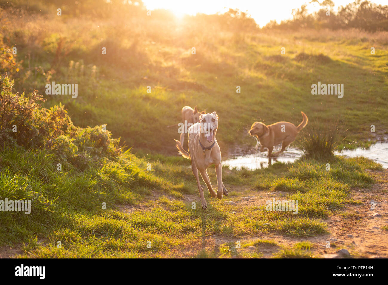 Cardiff, Wales, UK, 9. Oktober 2018. Hunde spielen im Herbst Sonnenschein. Credit: Mark Hawkins/Alamy leben Nachrichten Stockfoto