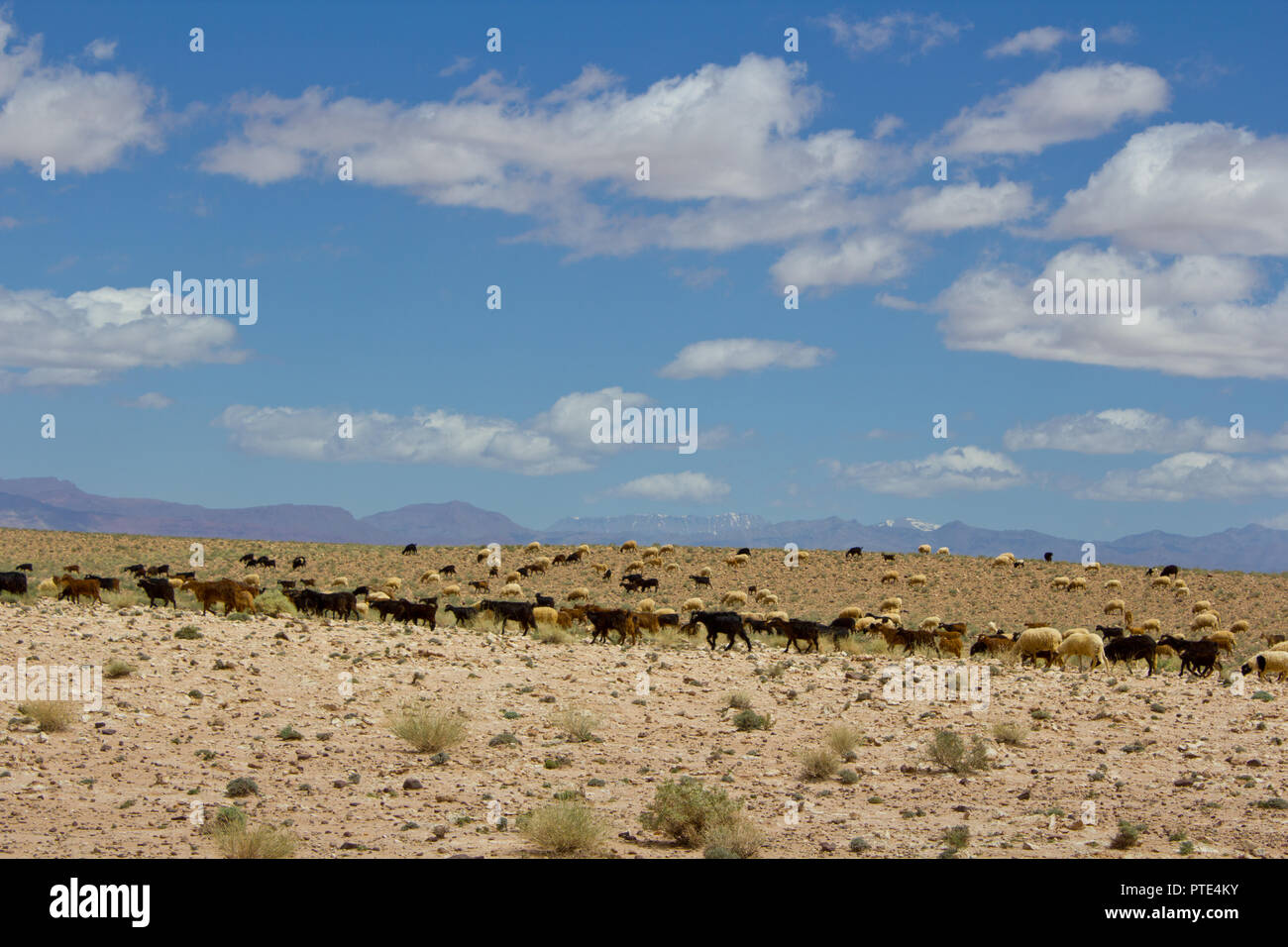 Ziegen roaming Ebene in der Nähe der marokkanischen Berge Stockfoto