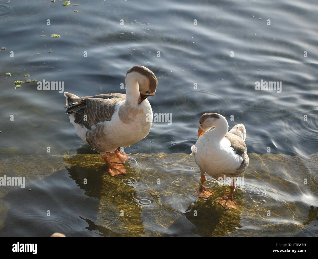 Schwäne die Vögel liebe Symbol der Liebe alle Menschen machen sich freut, Sie zu sehen Stockfoto