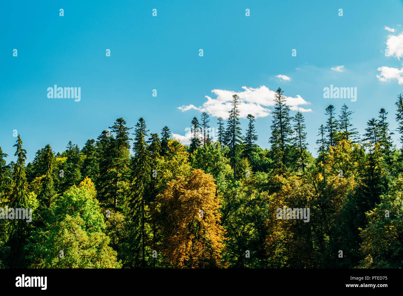 Schöne Karpaten Sommer Landschaft in Rumänien Stockfoto