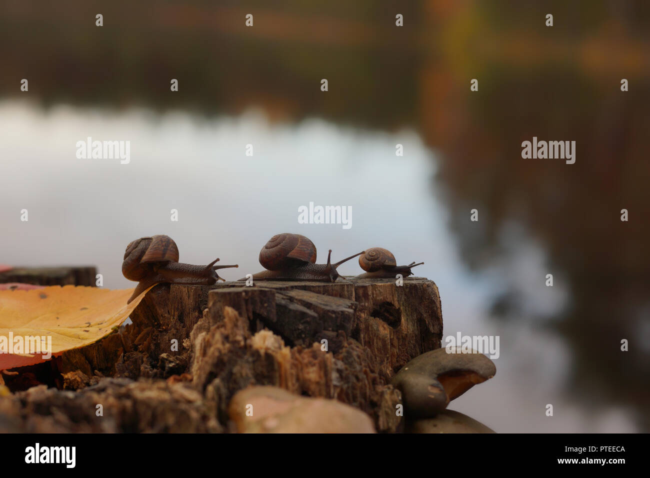 Drei Schnecken kriechen, einer nach dem anderen entlang der Stumpf am Ufer des Sees, Herbst. Stockfoto