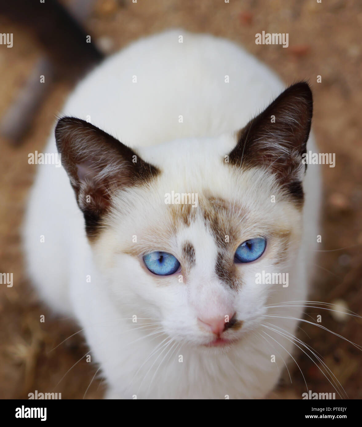 Kleine Weiße Katze Mit Hellen Blauen Augen Sitzt Auf Dem