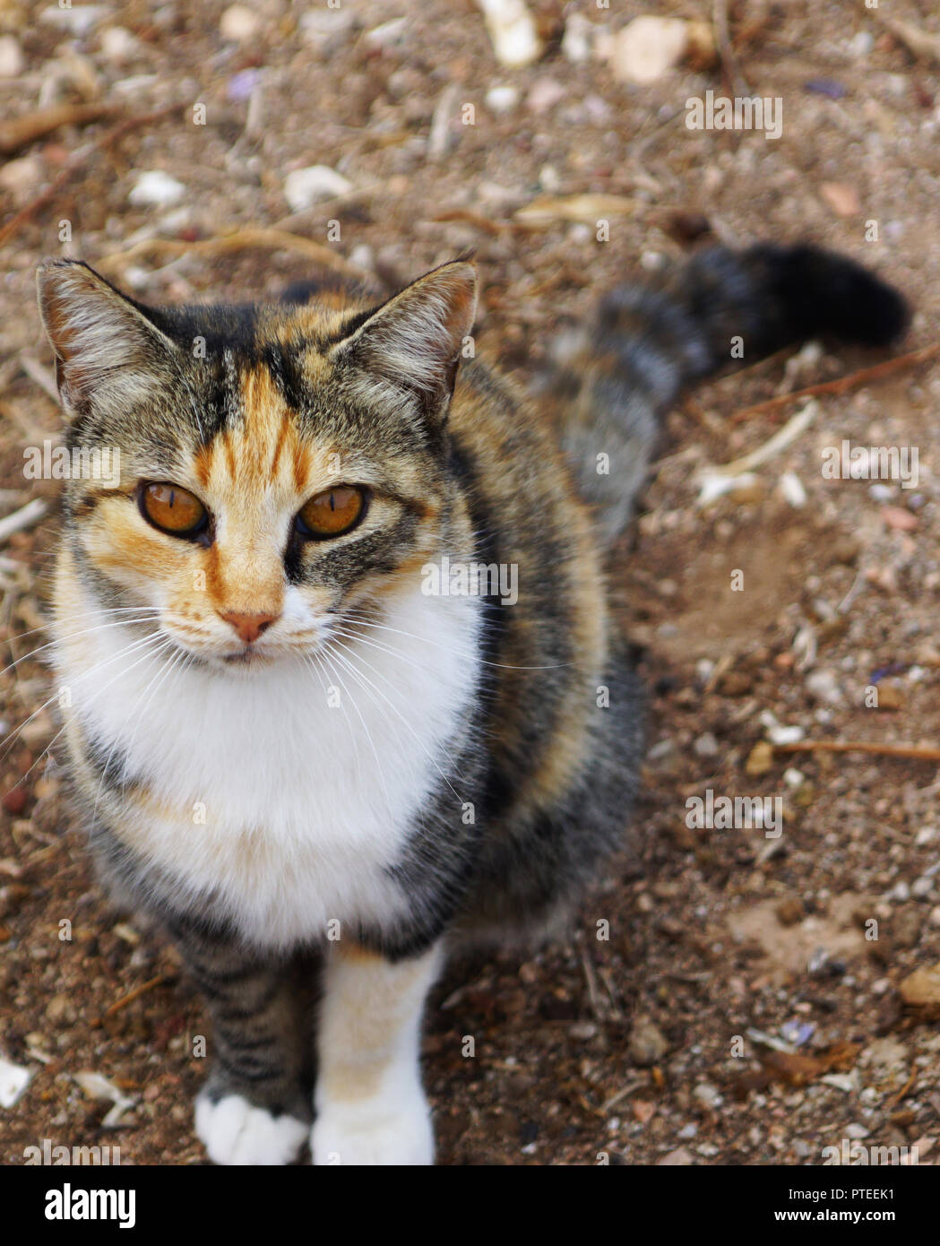 Katze mit ungewöhnlichen braune Augen sitzt auf dem Boden Stockfotografie -  Alamy