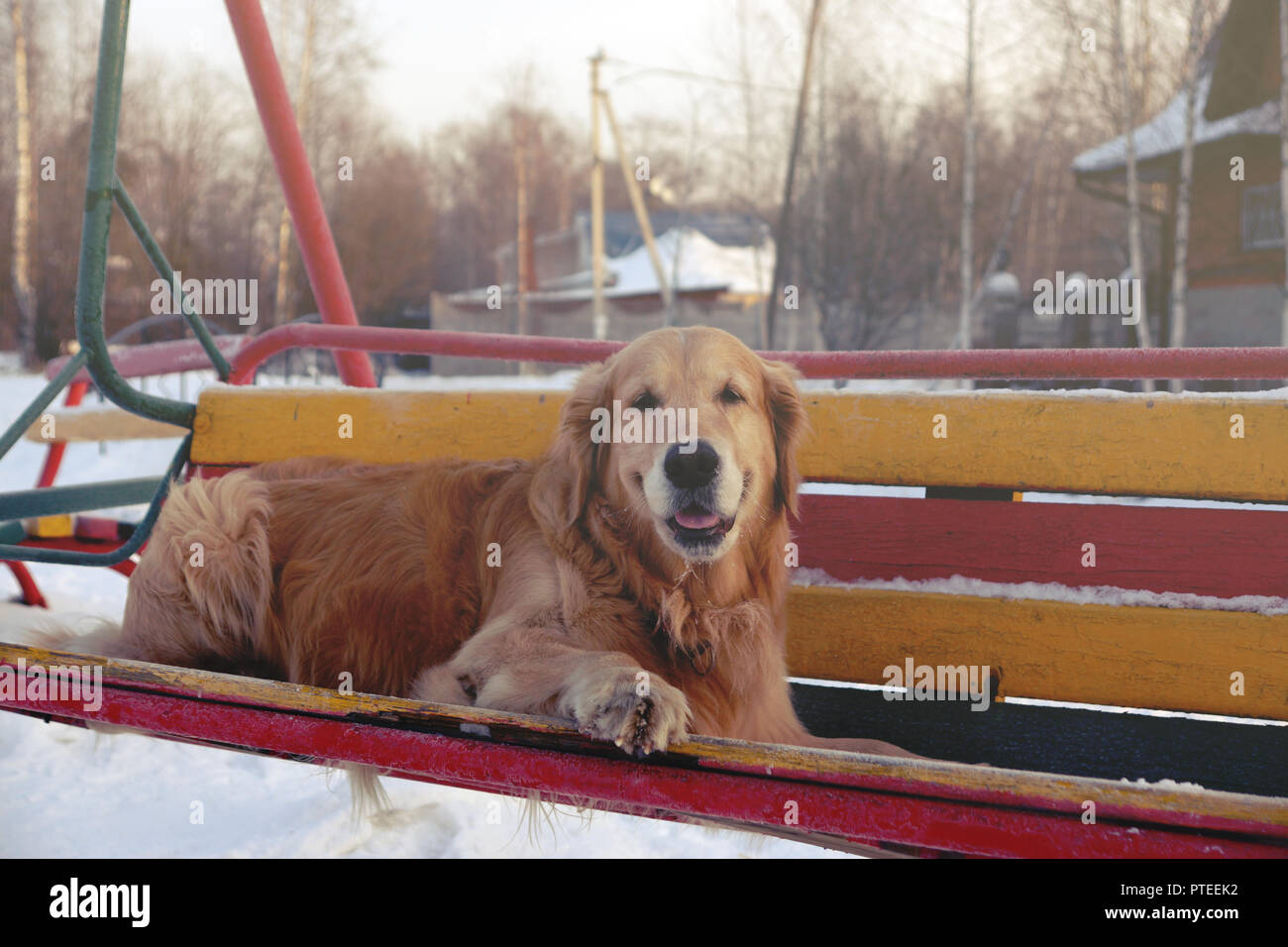 Rothaarige Rasse Hund Golden Retriever liegt auf einer hölzernen bunte Schwingen. Stockfoto