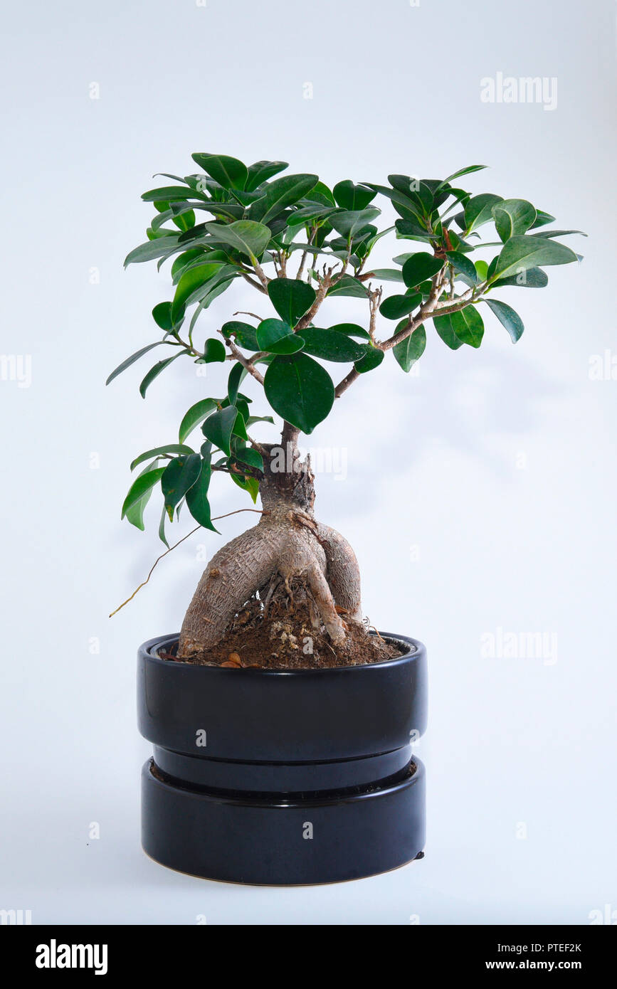 ficus ginseng bonsai auf weißem plantopf. ficus retusa