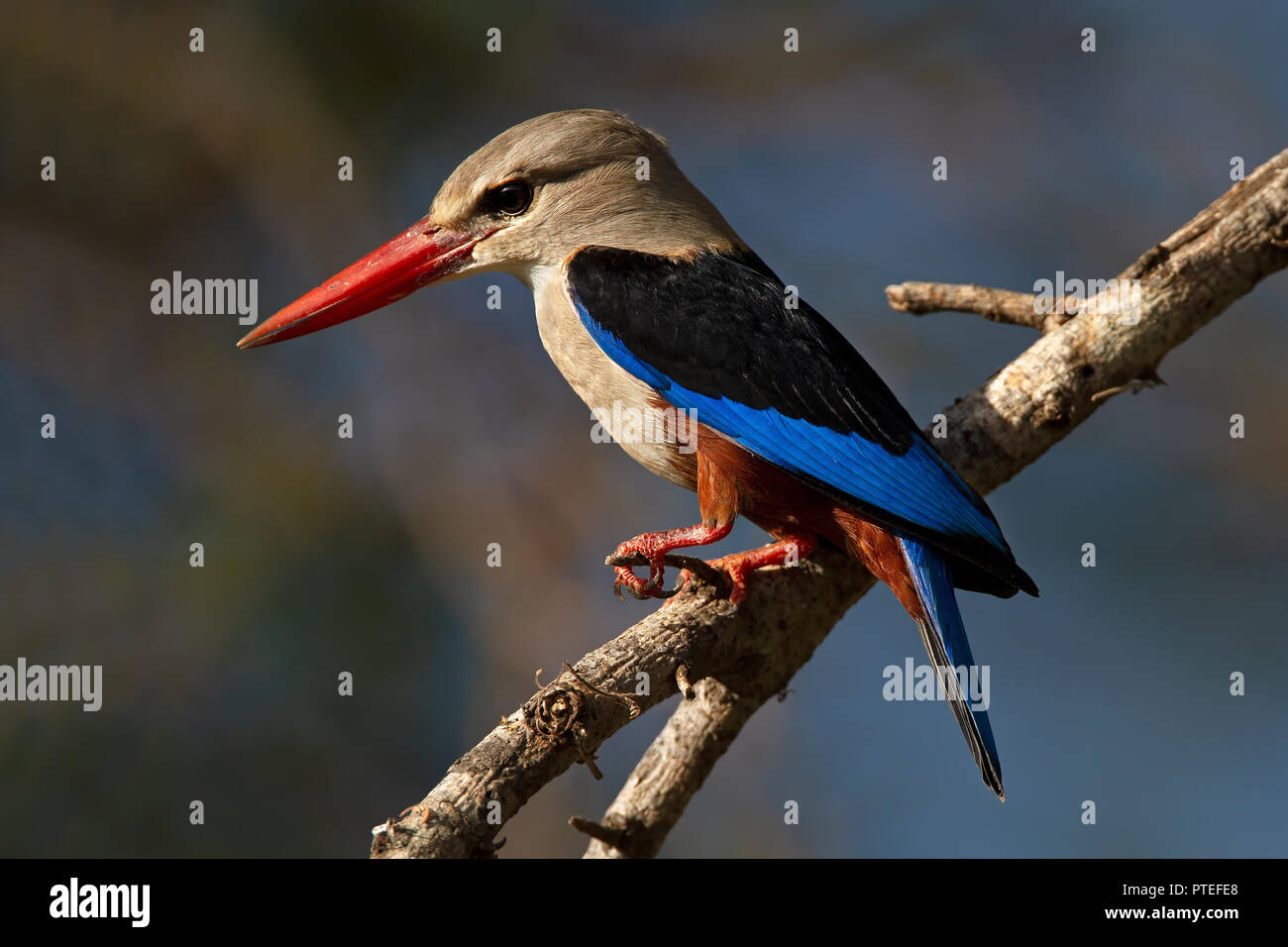 Grey-headed Kingfisher Stockfoto