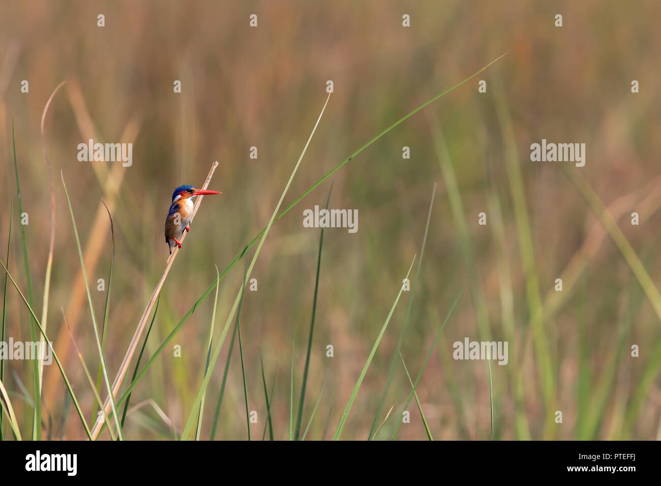 Malachit-Eisvogel Stockfoto