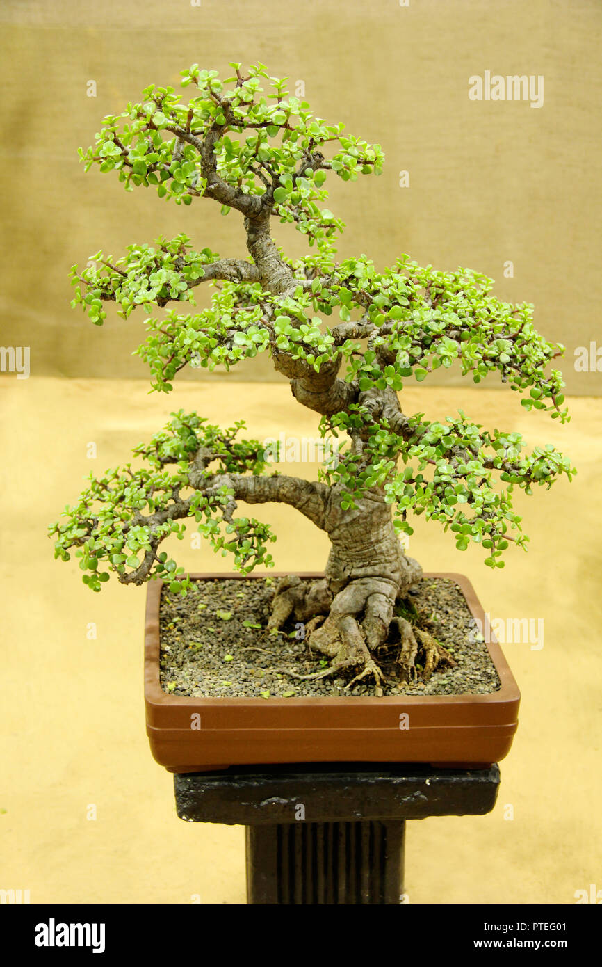 Bonsai Baum, Jade, Portulacaria Afra, Bonsai Ausstellung, Pune