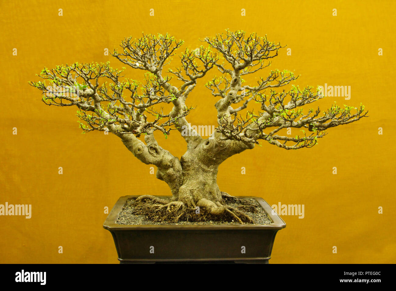 Bonsai Baum, Ficus Microcarpa, Bonsai Ausstellung, Pune Stockfoto