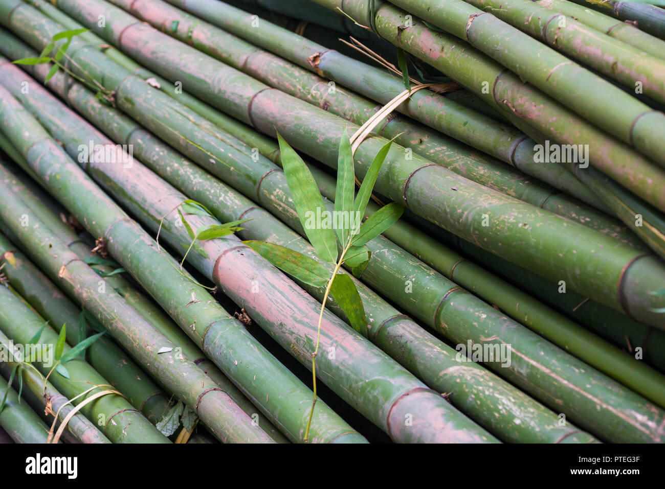 Bamboo cut forest Fotos und Bildmaterial in hoher Auflösung Alamy