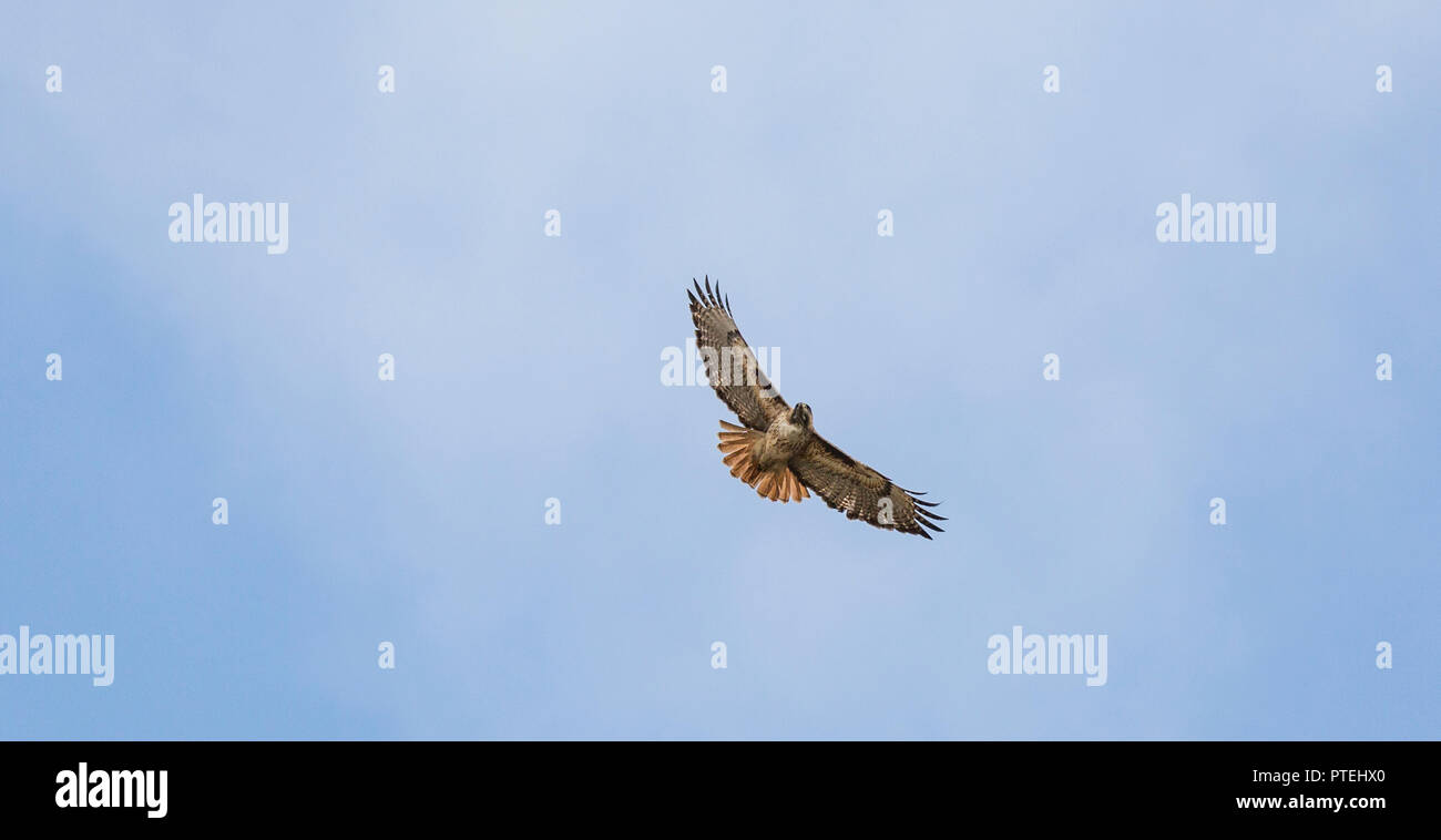 Red tailed hawk Overhead Stockfoto