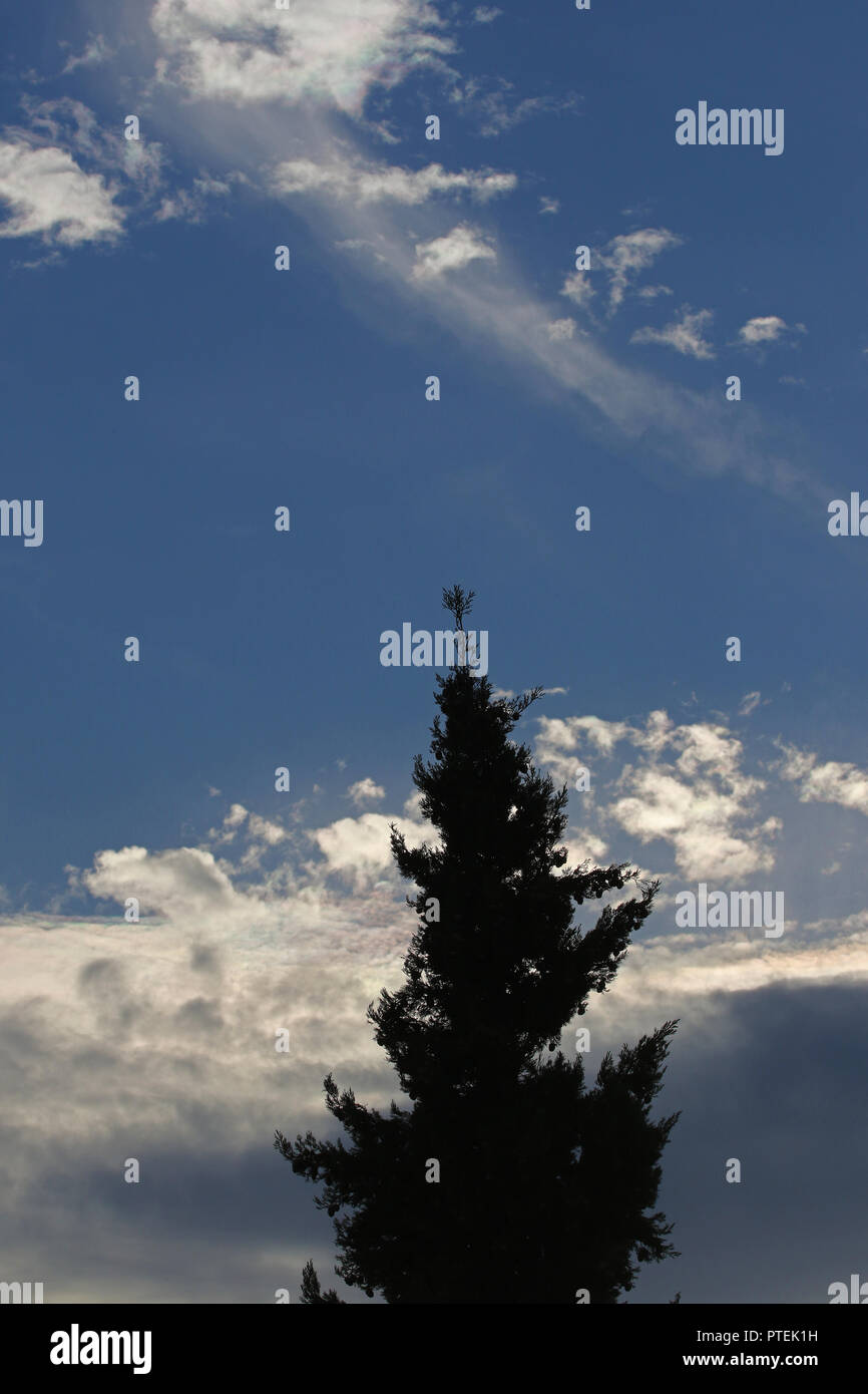 Sonne und Wolken mit einer Silhouette einer Cypress Tree Latin cupressus im Vordergrund in Italien Stockfoto