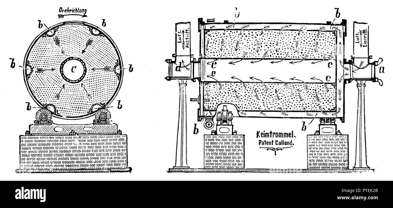 Die Keimung Drum (links: Querschnitt, rechts: langer Abschnitt), anonym 1900 Stockfoto