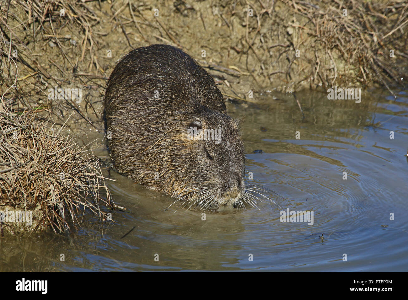 Myocastor coypus bonariensis Fotos und Bildmaterial in hoher