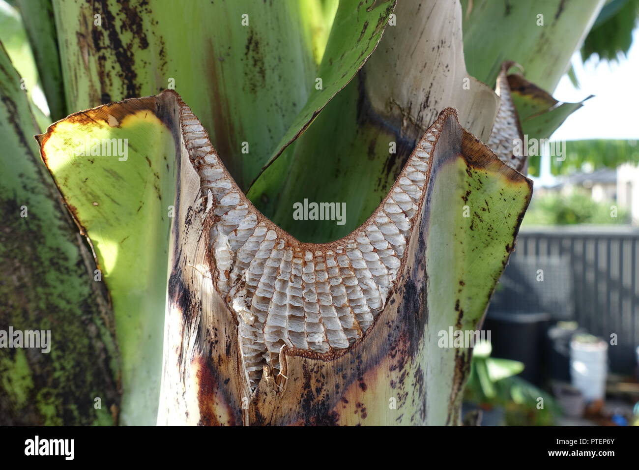 Schließen Sie herauf Bild f getrimmt Ensete Ventricosum, abessinische Banane Blattstiel Stockfoto