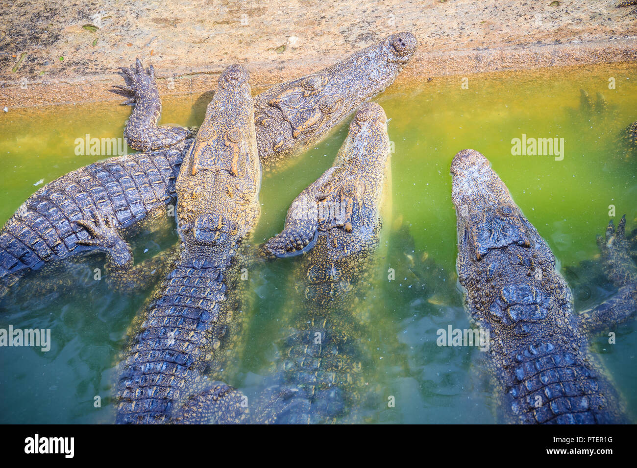 Baby krokodil sonnenbaden Stockfotos und bilder Kaufen Alamy
