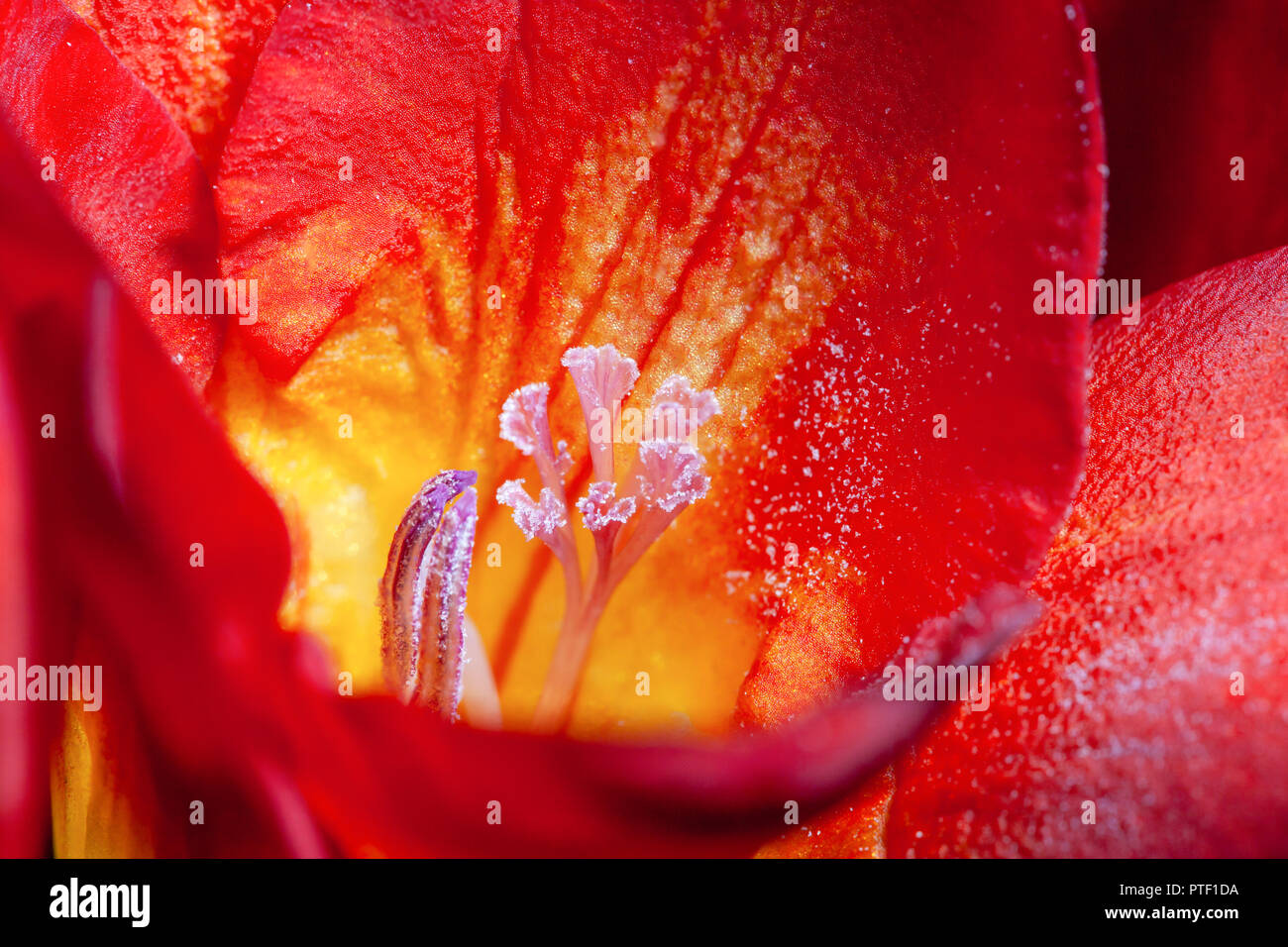 Extreme Makro Nahaufnahme von roten Freesie Blume Stockfoto