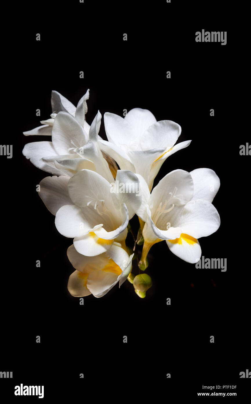Weiße und gelbe Freesien Blumen auf schwarzem Hintergrund Stockfoto