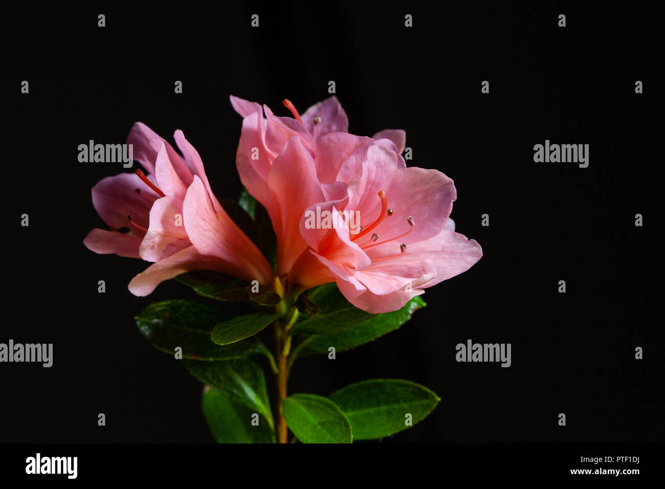 Nahaufnahme von Rosa Azalee Blumen auf schwarzem Hintergrund Stockfoto