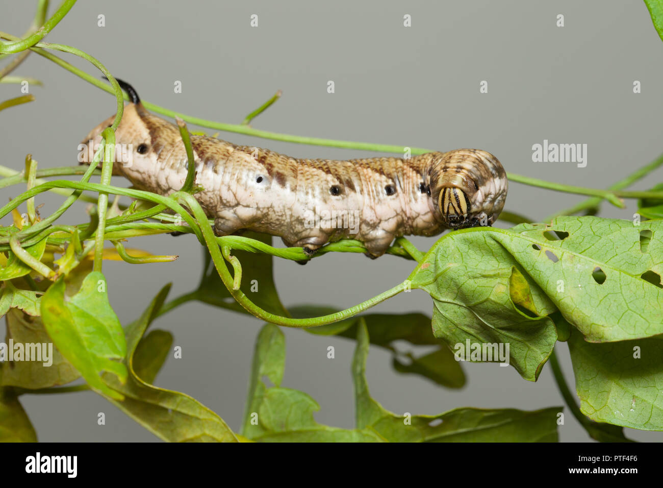 Convolvulus Hawk-moth Caterpillar Stockfoto