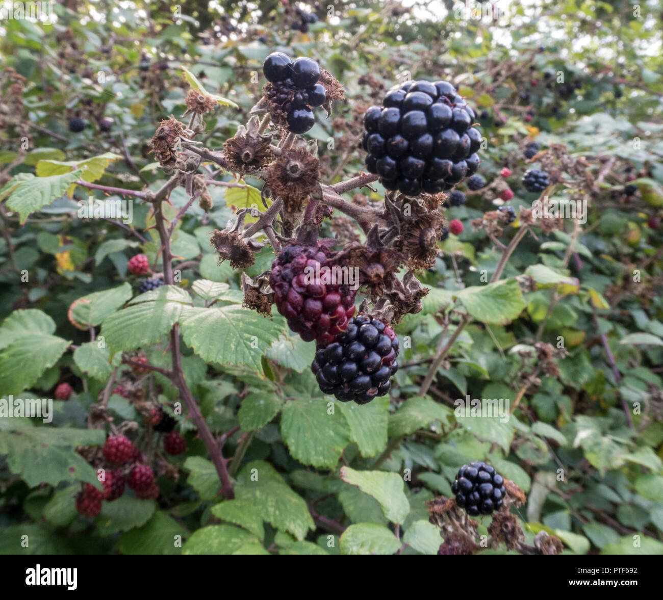 Brombeeren Reifen in einer Hecke eine essbare Früchte der Gattung Rubus aus  der Familie der Rosaceae, Idaeobatus Stockfotografie - Alamy