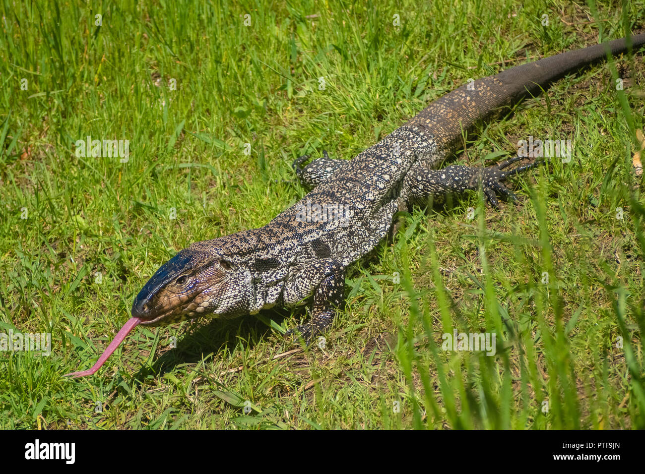 Overo Lizard oder gemeinsamen Eidechse in Uruguay mit seiner Zunge heraus, Wandern im Gras Stockfoto