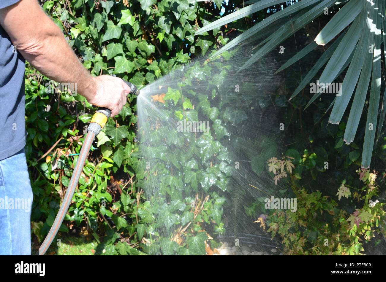 Die Bewässerung des Gartens mit einem Gartenschlauch Stockfoto