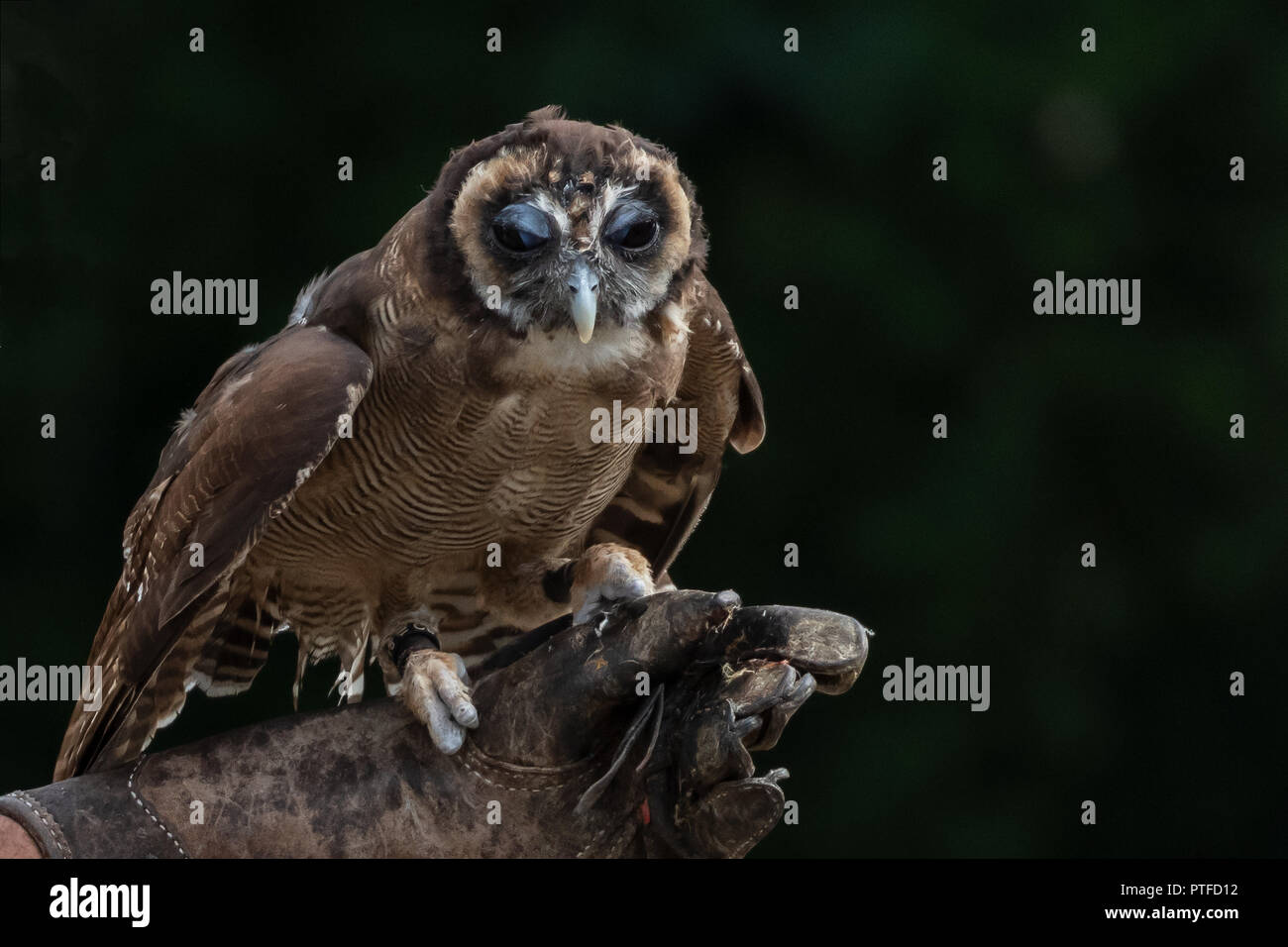 Ein malaienkauz (Strix leptogrammica) mit dem Lederhandschuh Stockfoto