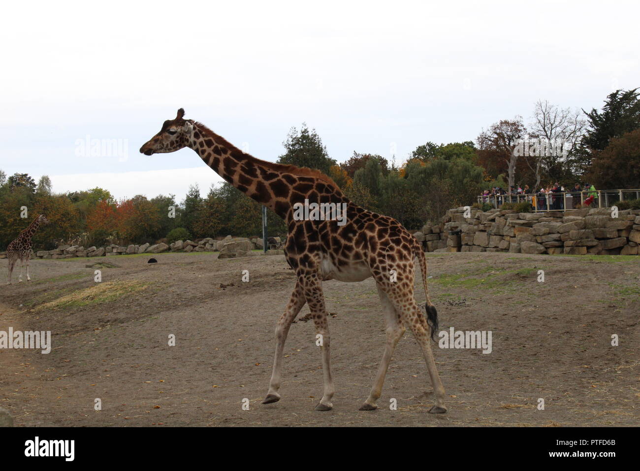 Giraffen wandern rund um Dublin Zoo Stockfoto