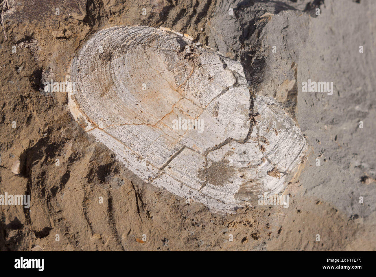 Alte molluske Shell in Ton versteinert. Fossile Mollusken. Stockfoto