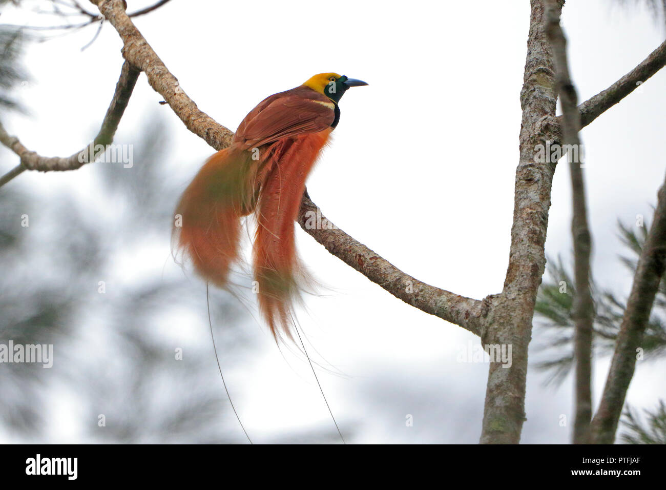 Raggiana Bird Of Paradise anzeigen in Papua Neuguinea Stockfoto