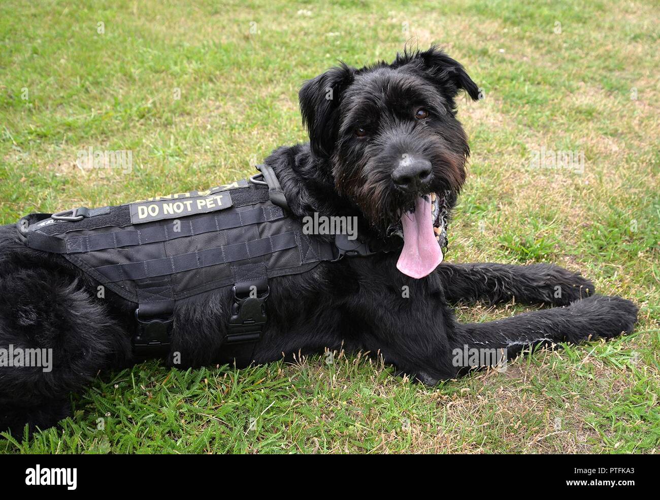 Militärische Gebrauchshund Brock, 100 Sicherheitskräfte Squadron, zeigt seine Uniform nach dem Training Juli 11, 2017, auf RAF Mildenhall, England. Brock ist einzigartig, da der einzige Schnauzer im Verteidigungsministerium. Suchen verschiedene zu den regelmäßigen Schäferhund und Belgische Malinois Arbeitshunde bedeutet, dass Menschen oft denken, er ist ein Haustier. Stockfoto