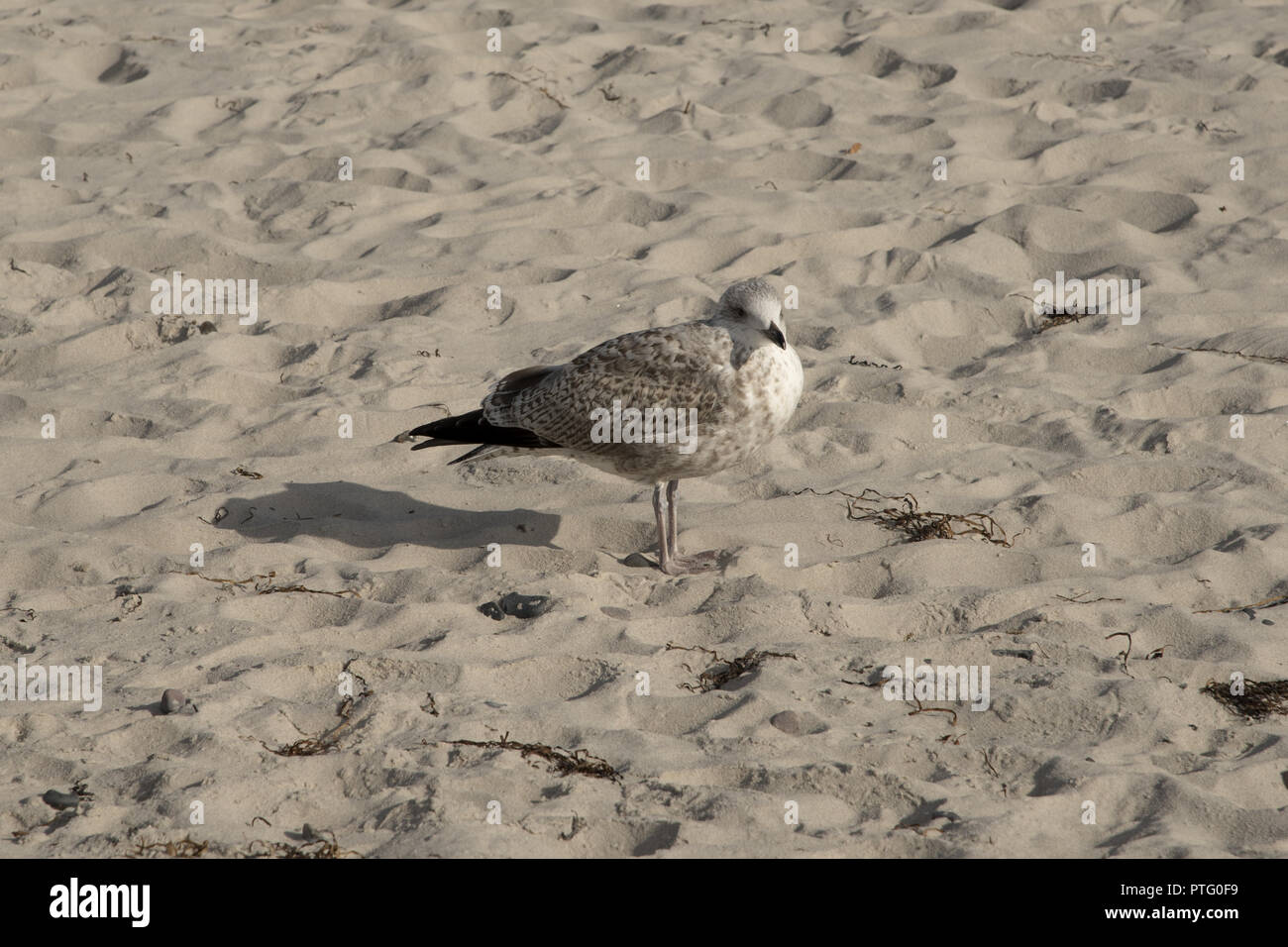 Junge europäische Silbermöwe am Sandstrand mit Blick auf die Ostsee an der Westküste der Halbinsel Darß im Nordosten Deutschlands. Stockfoto