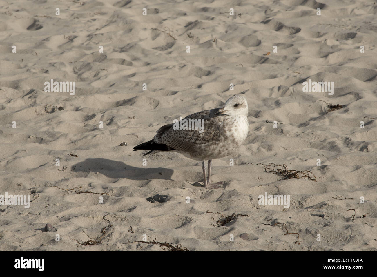 Junge europäische Silbermöwe am Sandstrand mit Blick auf die Ostsee an der Westküste der Halbinsel Darß im Nordosten Deutschlands. Stockfoto