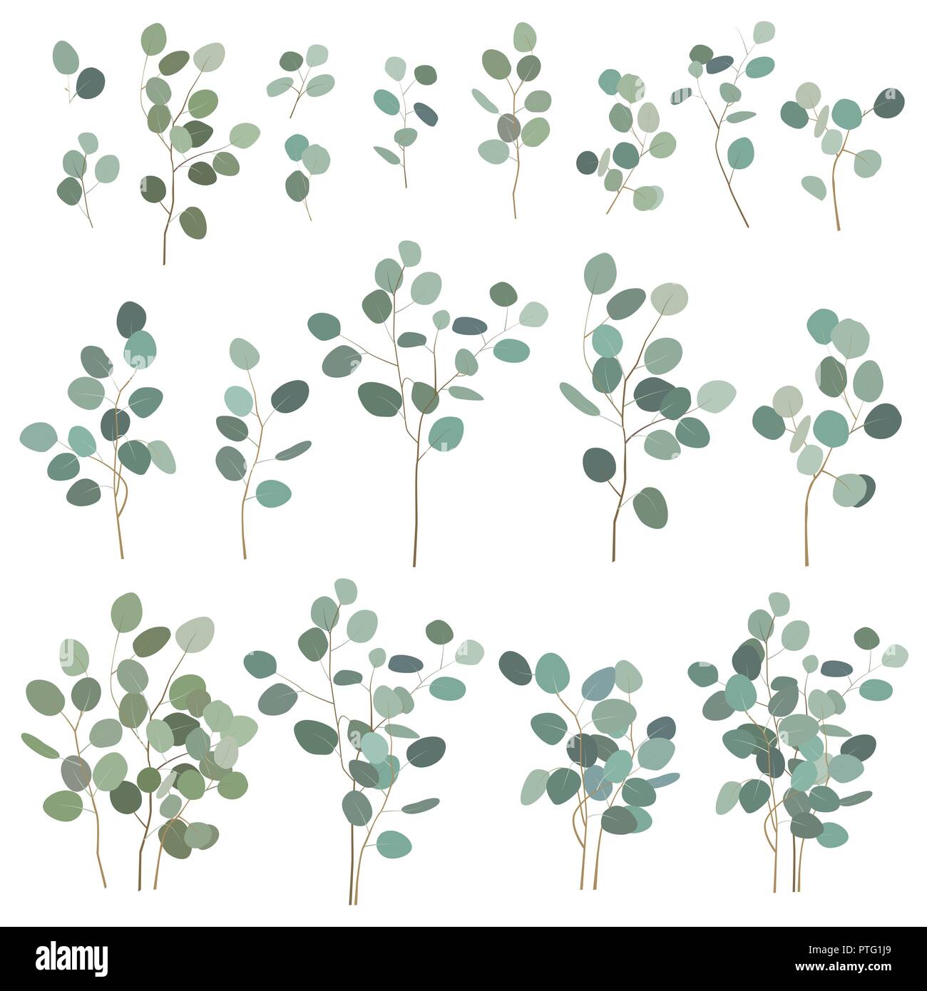 Von Hand bemalt Silver Dollar eukalyptus Elemente auf weißem Hintergrund. Vector Illustration, große und kleine Zweige für Gestecke, Kränze, lo Stock Vektor