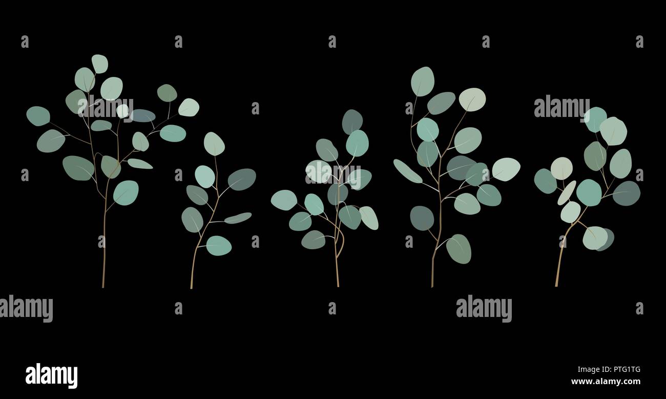 Von Hand bemalt Silver Dollar eukalyptus Elemente. Blumen Abbildung mit runden Blätter und Zweige auf schwarzem Hintergrund isoliert. Für Design und Textilien Stock Vektor