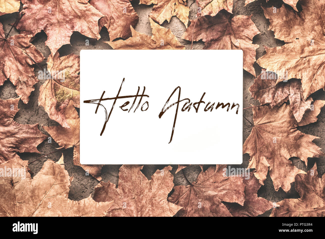 Hallo Herbst Ahorn getrocknet verwelkte Blätter Hintergrund withplace für Text Beschriftung Stockfoto
