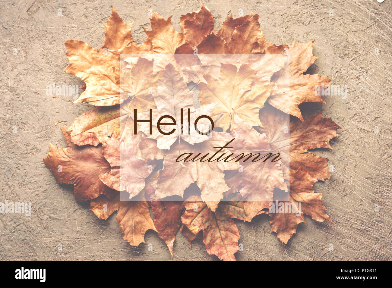 Hallo Herbst Ahorn getrocknet verwelkte Blätter Hintergrund withplace für Text Beschriftung Stockfoto