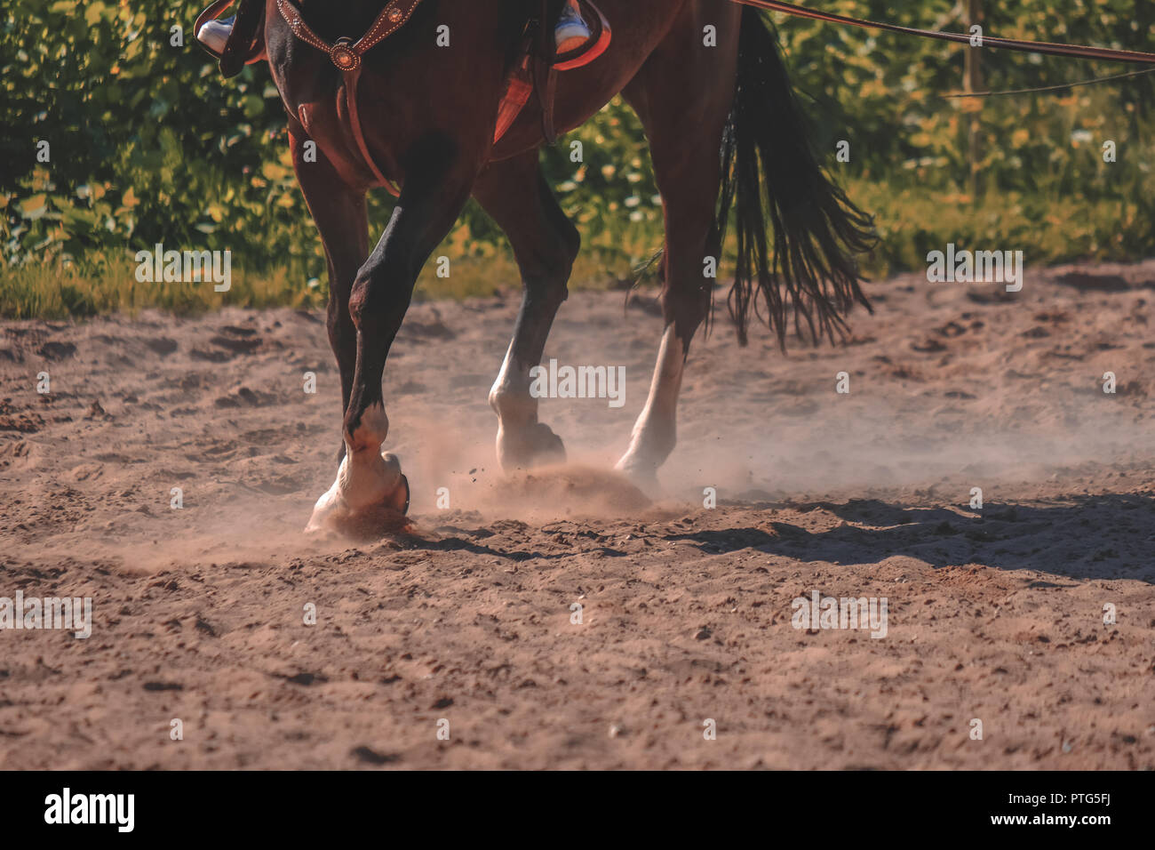 Braunes Pferd Füße, Staub, der sich im Sand Feld. läuft Galopp im Sommer - Vintage Retro Look. Stockfoto