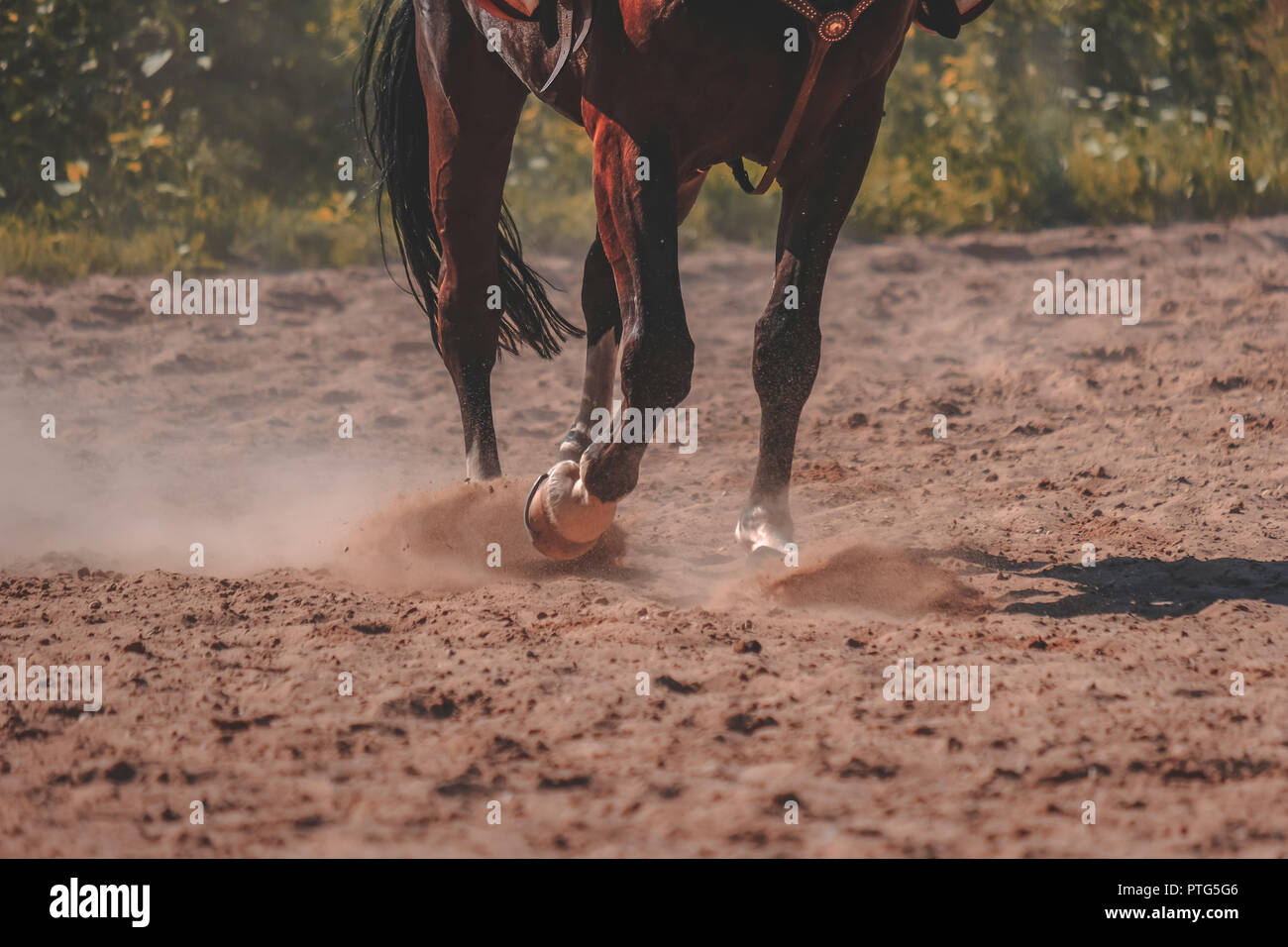 Braunes Pferd Füße, Staub, der sich im Sand Feld. läuft Galopp im Sommer - Vintage Retro Look. Stockfoto