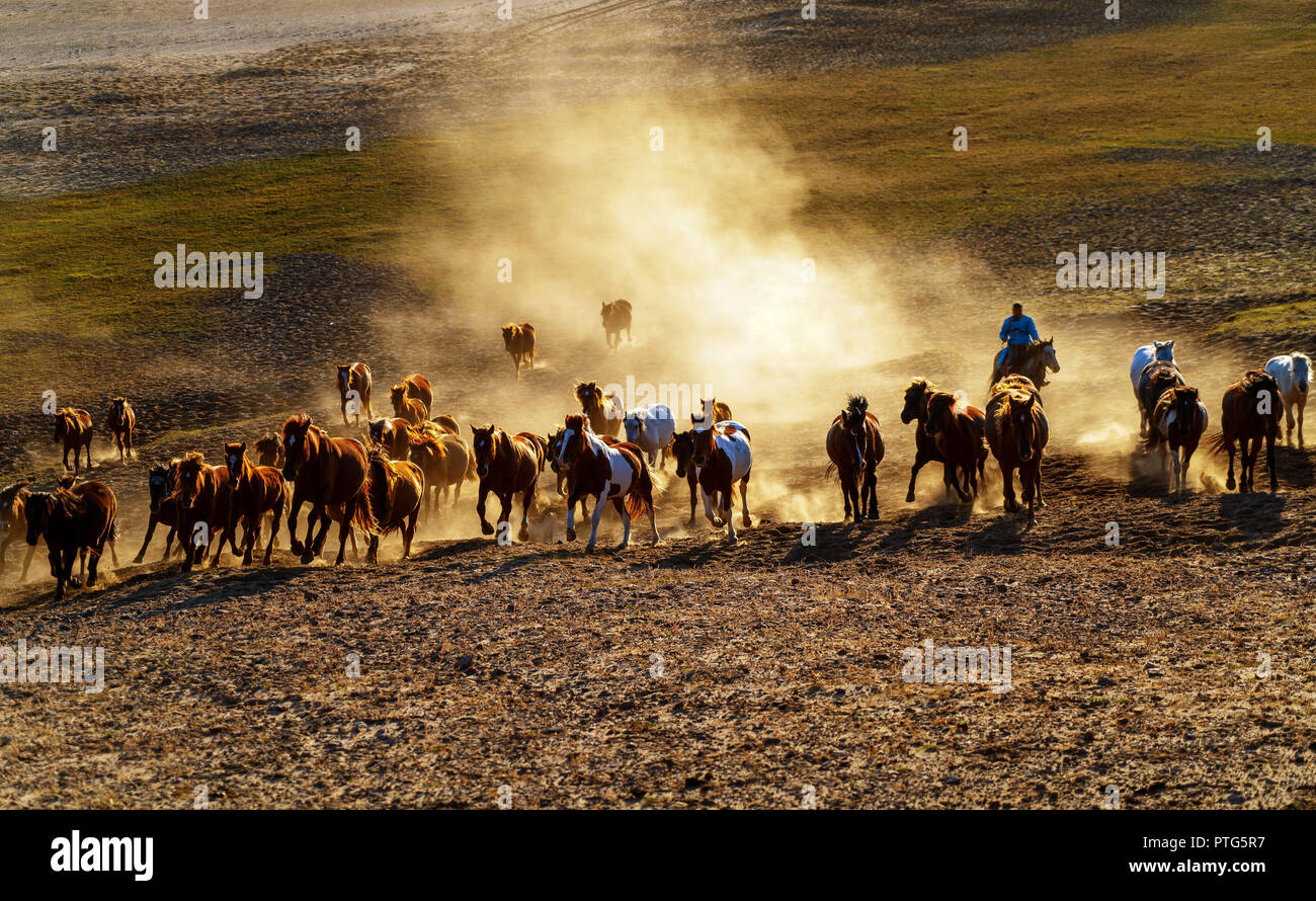 Horse Herde laufen schnell in der Wüste Staub gegen dramatischen Sonnenuntergang Himmel Stockfoto