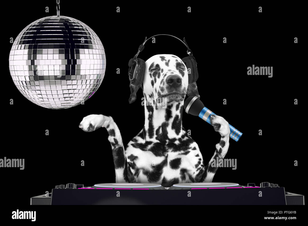 Dalmatiner hund Singen mit Mikrofon ein Karaoke Song in einem Nachtclub - auf Schwarz isoliert Stockfoto