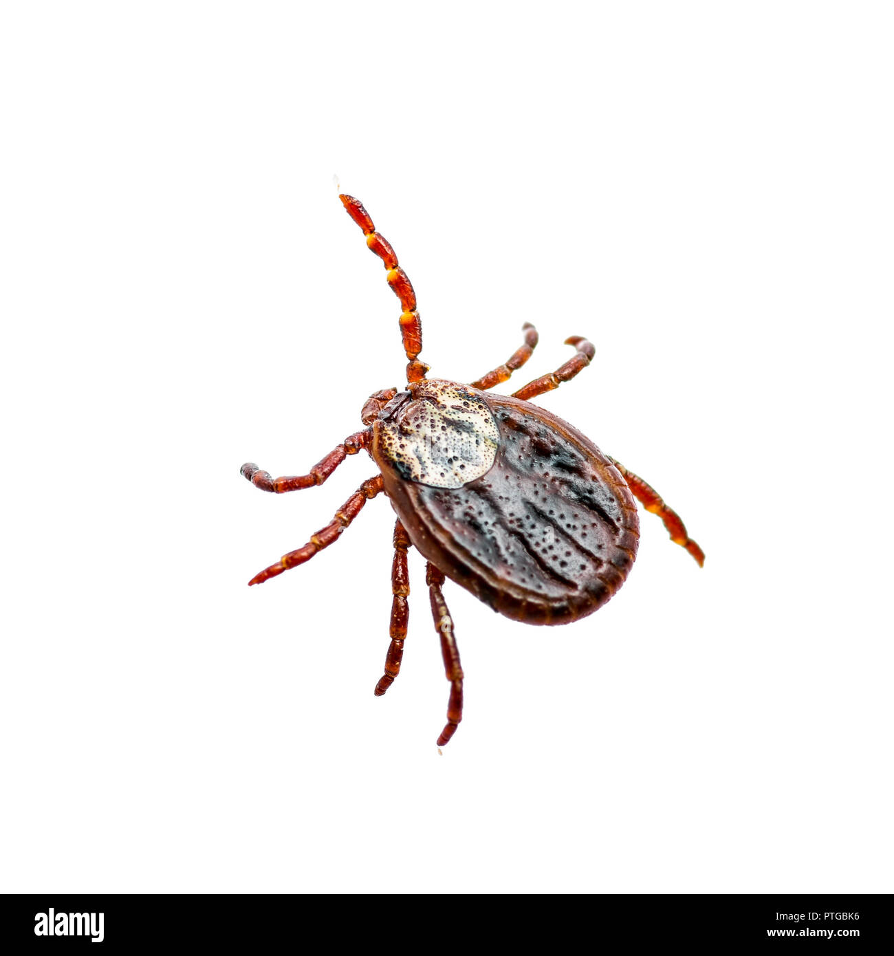 Enzephalitis Virus oder Lyme Krankheit infizierten Zecke Dermacentor Arachnid Insekt-schädling isoliert auf weißem Hintergrund Stockfoto