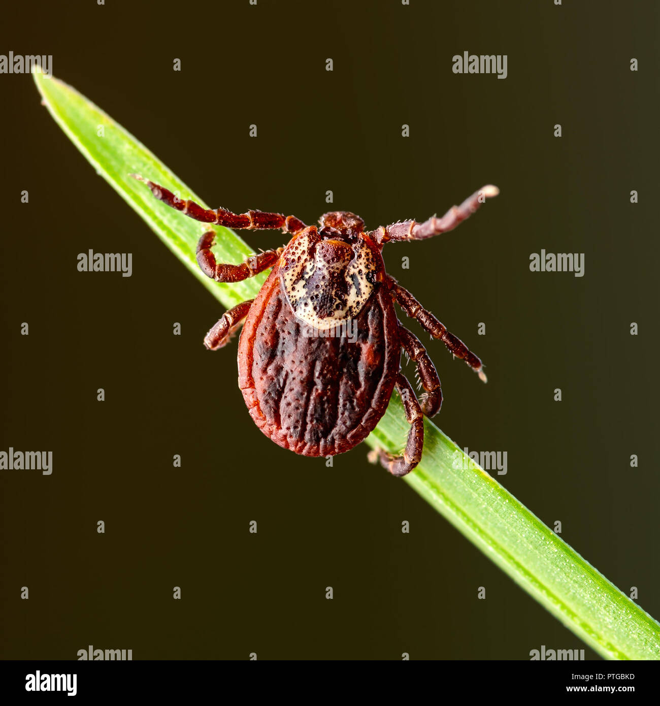 Enzephalitis Virus oder Lyme Krankheit oder Affe Fieber angesteckt Dermacentor Zecke Spinne Insekt auf grünem Gras Makro Stockfoto