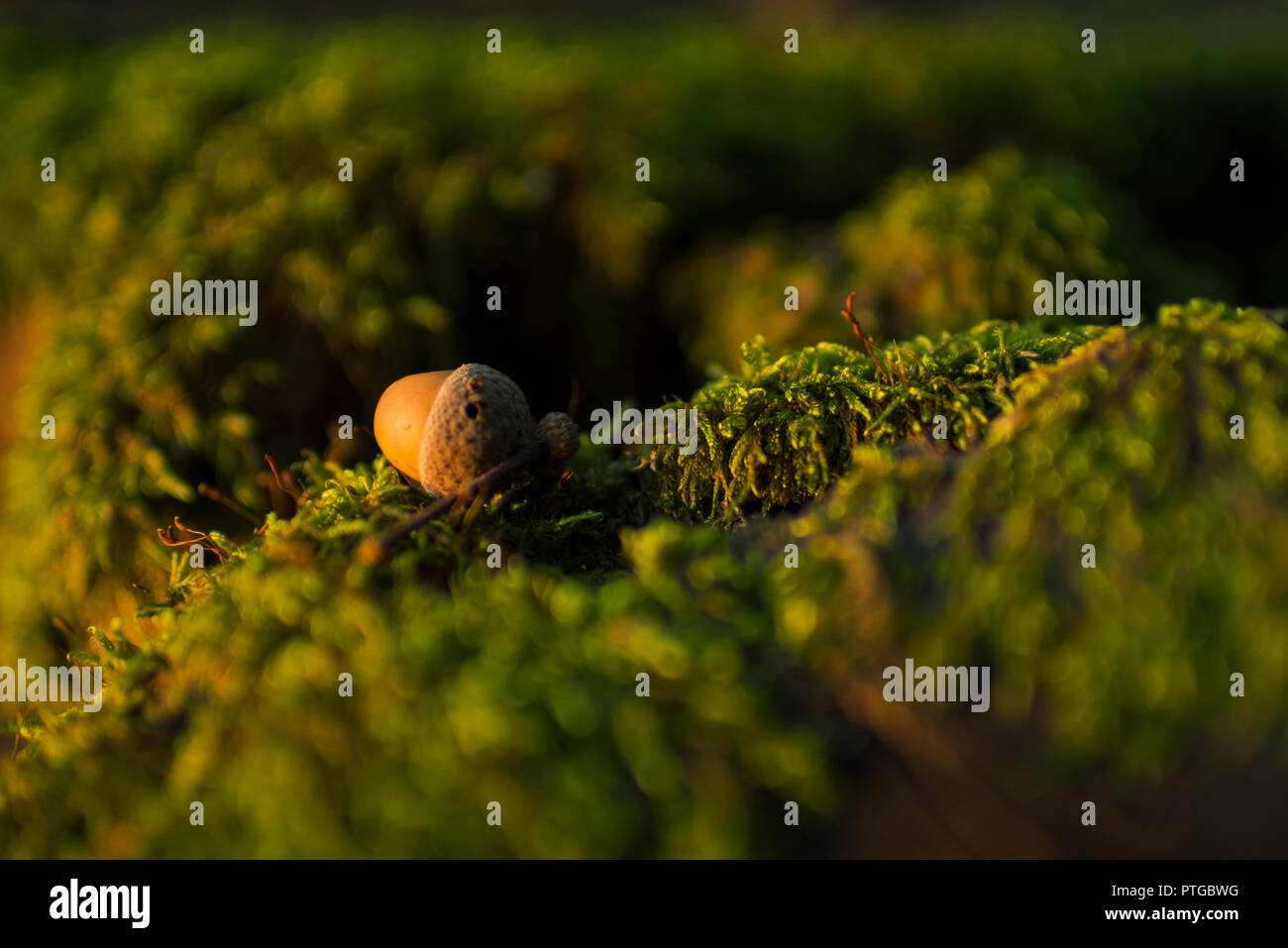 Schönheit in der Natur Stockfoto